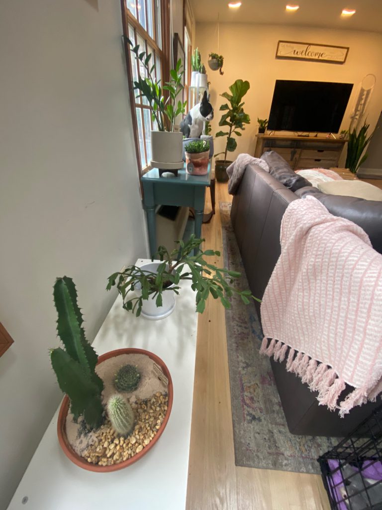 recovering plant killer sanderson sisters cactus trio