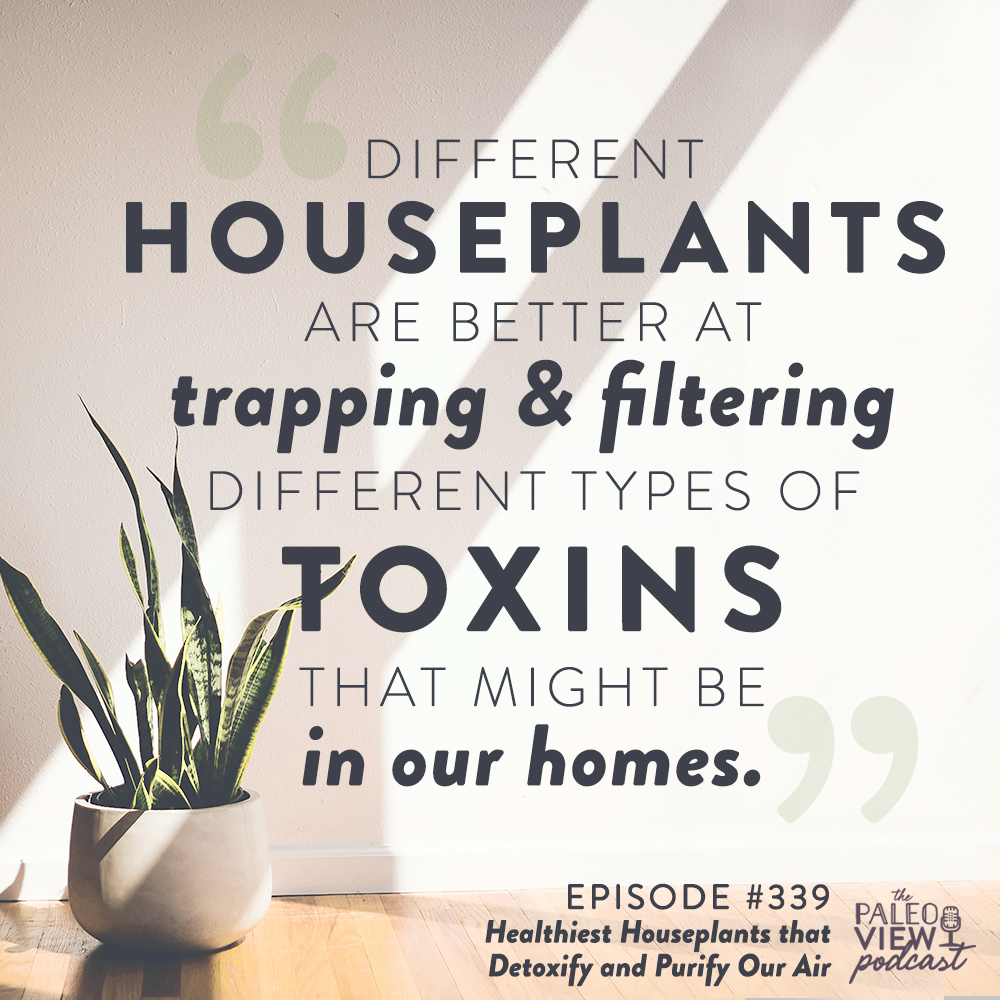 the paleo view podcast episode 339 healthiest houseplants that detoxify and purify our air