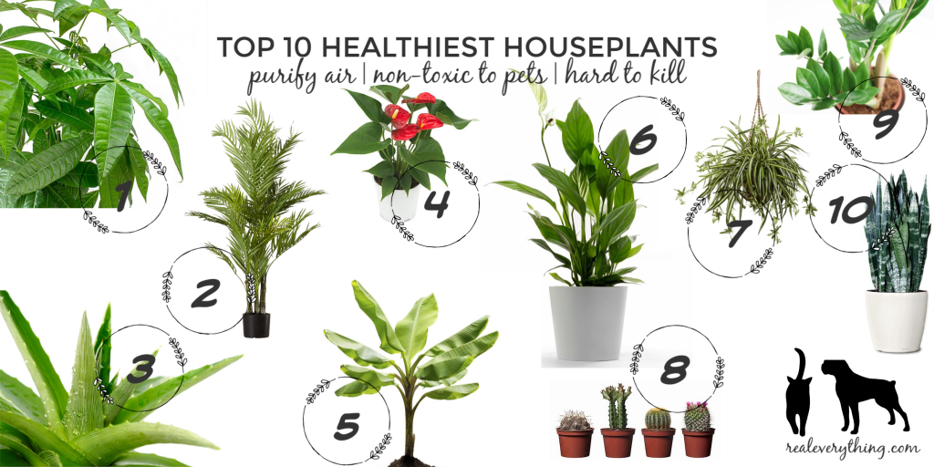 Top 10 Healthiest Houseplants: Purify Air, Non-Toxic to Pets, and Hard to  Kill - Real Everything
