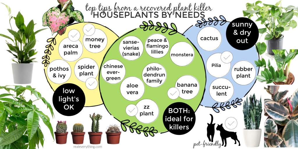top tips from a recovering plant killer houseplant by needs
